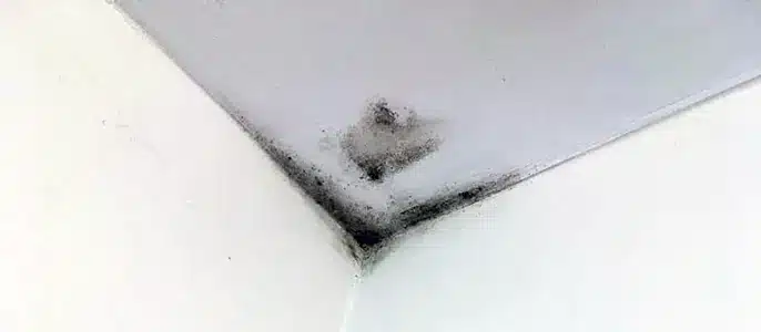 black mould on ceiling