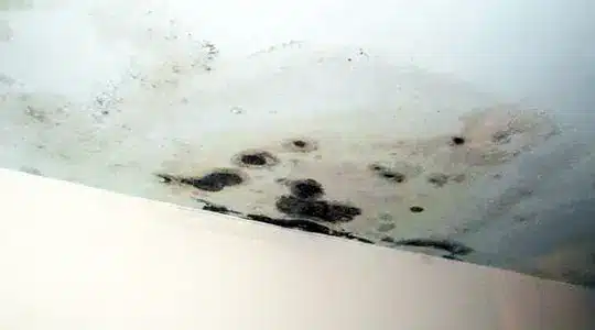 severe mould damage on ceiling